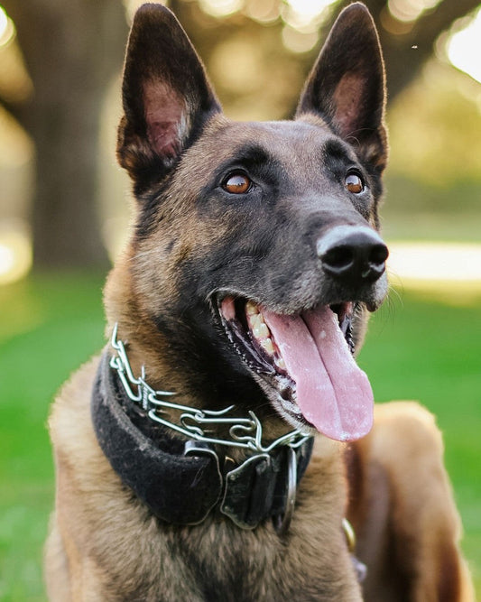 K9 Chico - Boerne Police Department - Texas
