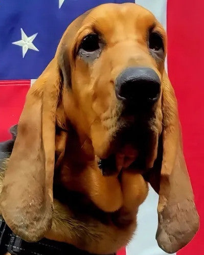 K9 Georgia - Dade County Sheriff's Department - Georgia