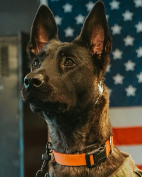 K9 Oya - North County Police Cooperative - Missouri