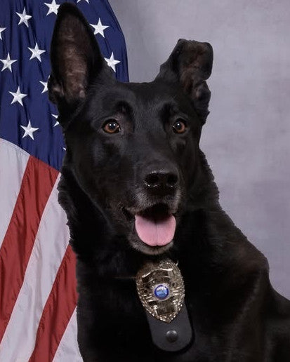 K9 Kai - Bristol Police Department - Tennessee