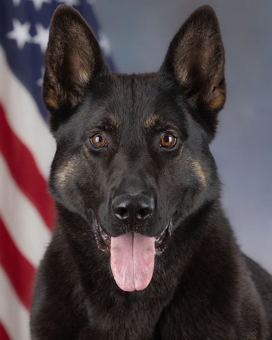 K9 Raven - Tucson Police Department - Arizona