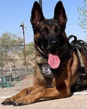 K9 Rebel - Albuquerque Police Department - New Mexico