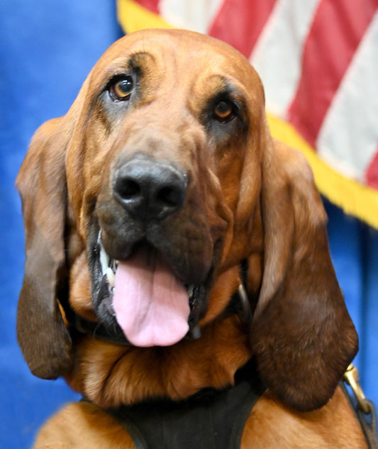 K9 Scout - Suffolk Police Department - Virginia
