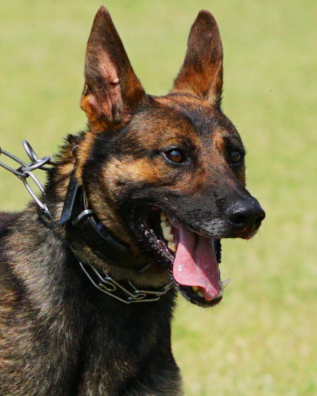 K9 Diesel - Chattanooga Police Department - Tennessee