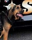 K9 Sissy - Georgia Department of Corrections - Georgia