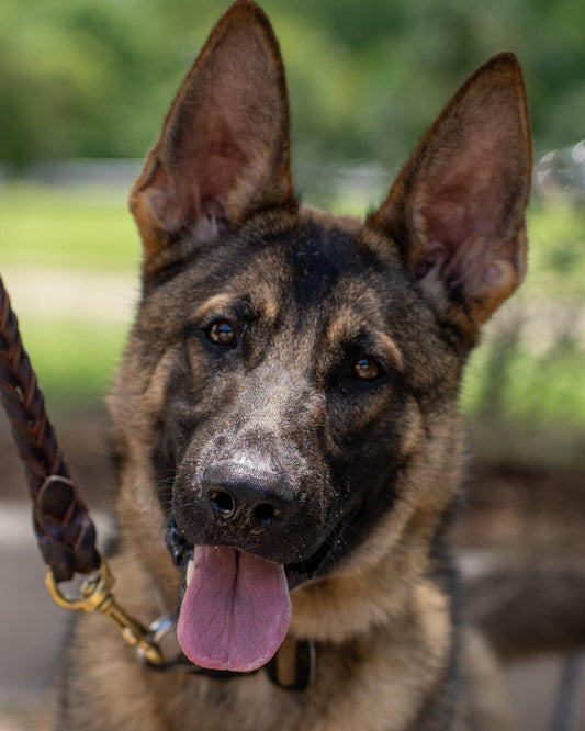 K9 Azi - McKinney Police Department - Texas