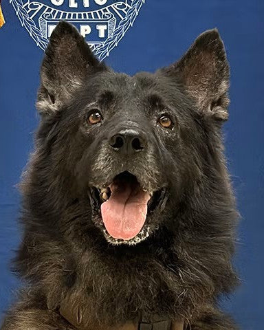 K9 Archer - Hawai'i County Police Department - Hawaii