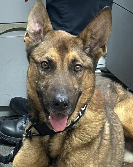 K9 Blitz - Wadesboro Police Department - North Carolina