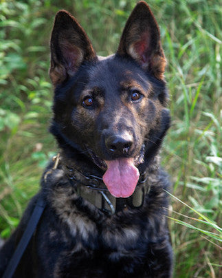 K9 Karma - Isanti Sheriff's Office - Minnesota
