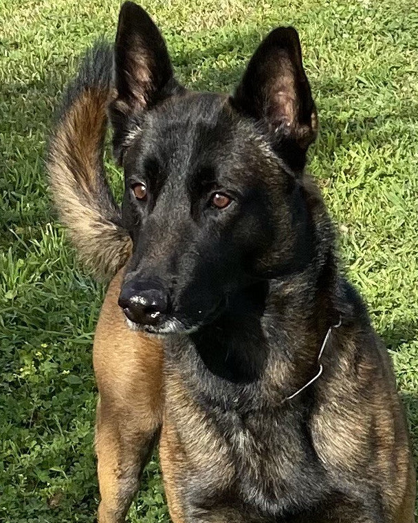 K9 Macho - Jefferson Parish Sheriff's Office - Louisiana