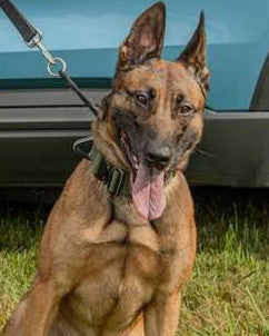 K9 Preacher - Maine State Police - Maine