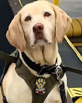 K9 Roxi - Miami-Dade Sheriff's Office - Florida