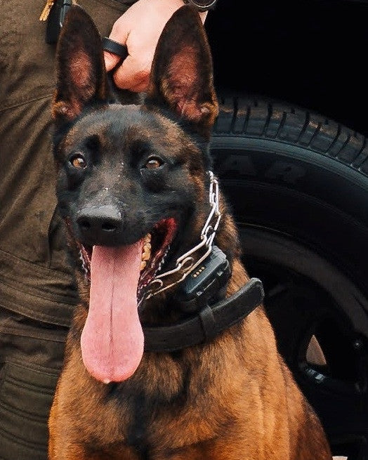 K9 Spike - Burbank Police Department - California