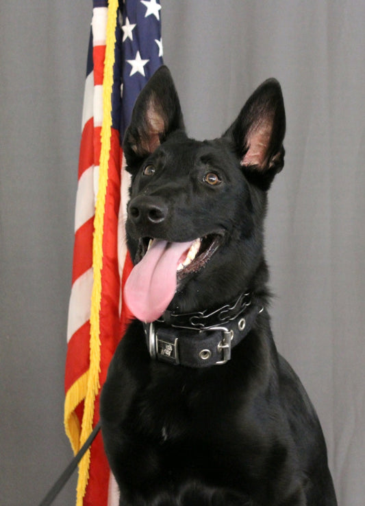 K9 Kaya - Streetsboro Police Department - Ohio
