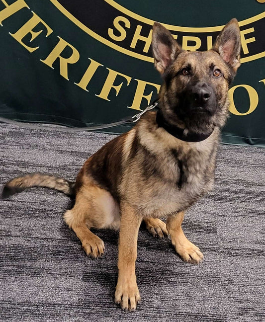 K9 Kyro - Flagler County Sheriff's Office - Florida