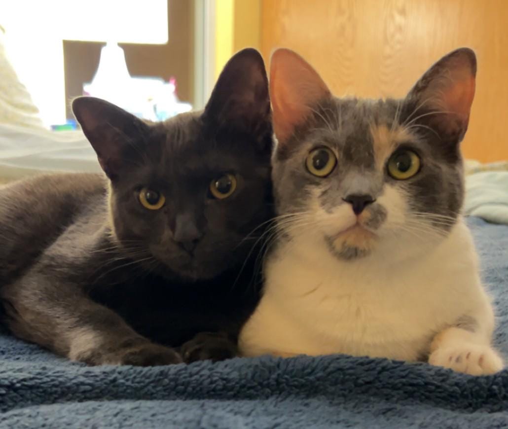 2D Photo Crystal Cat Ornament Engraved with your photo Personalized Gift, Mother's Day, Father's Day, Valentine's, Mom, Dad, Pet, Christmas