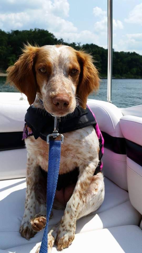 custom laser engraved 3d crystal dog bone 